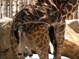 Giraffe Birth At Zoo Caught On Tape