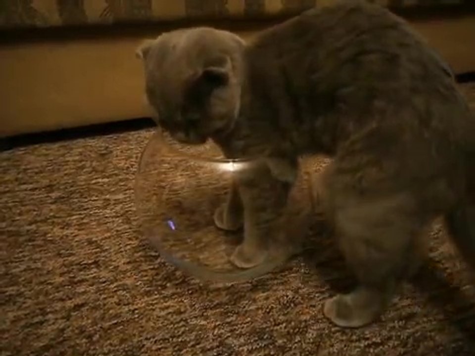 Chat dans un bocal