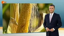 Apropos Monsanto - Genmanipulierter Mais