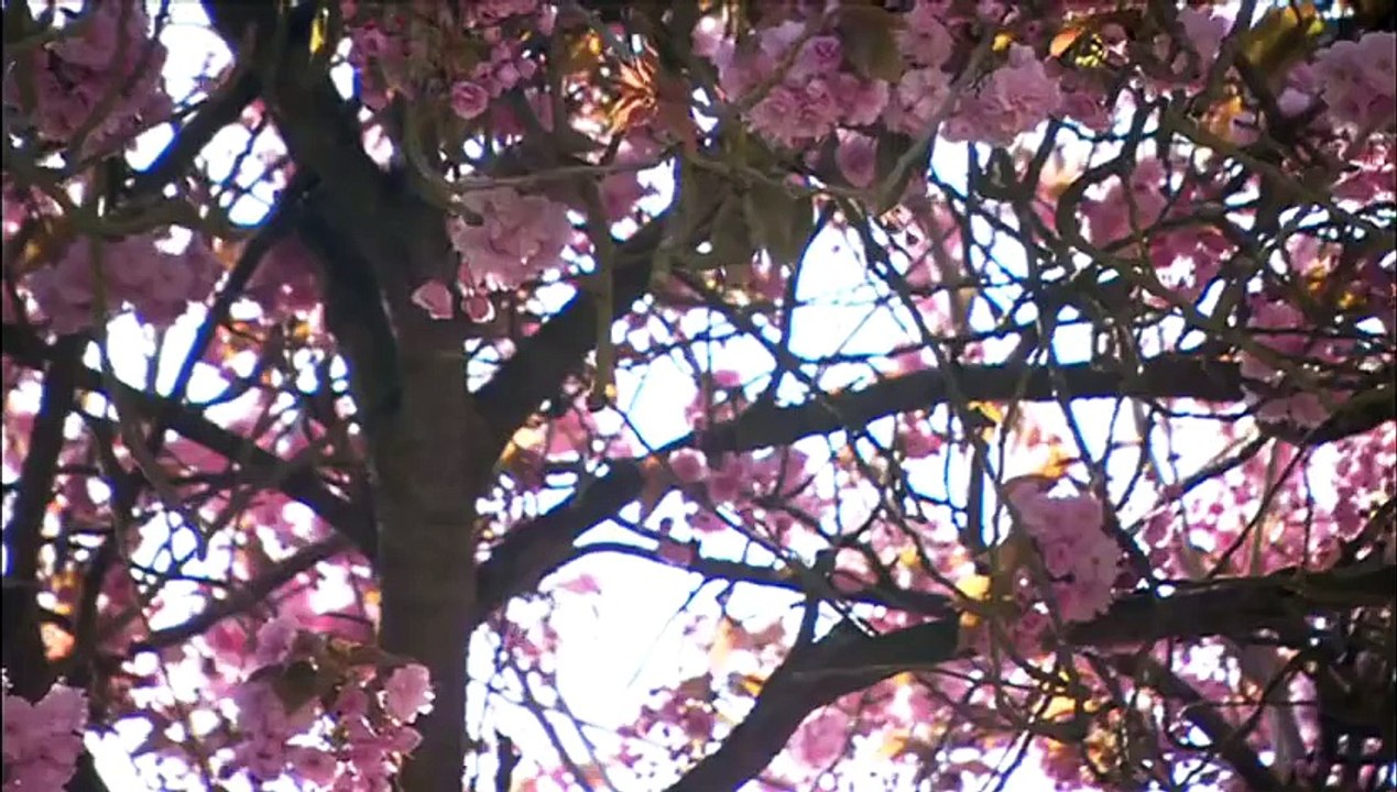 'Charlie Bit My Finger' boys grow up! - CBBC Newsround