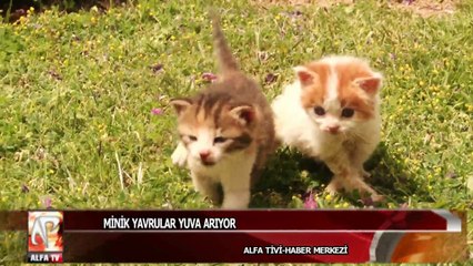 Minik yavrular yuva arıyor