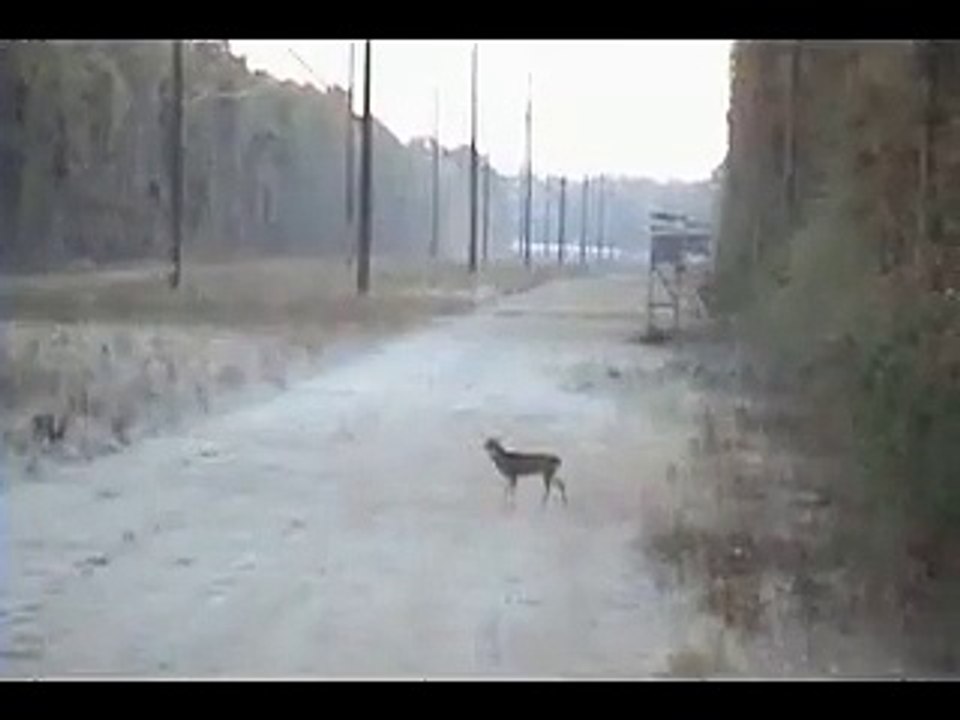 chasseur cerf