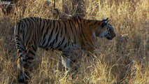 Tiger Cub's First Prey - David Attenborough - Tiger - Spy in the Jungle - BBC