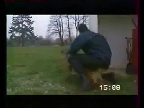 Ces chiens policiers sont impressionnants