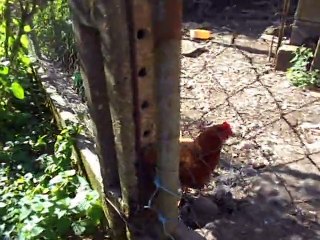 presentation de mes animaux