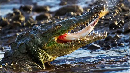 Crocodile -  Large Aquatic Reptiles