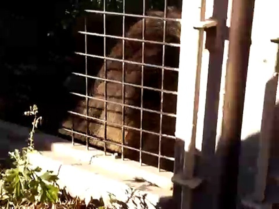 Lion Gets Angry