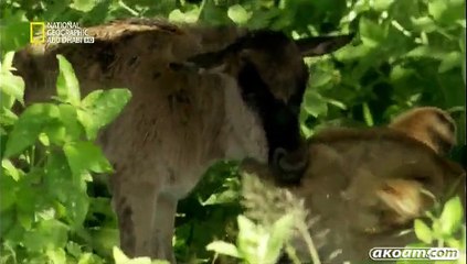 الفيلم الوثائقي أنقذت من اللبؤة Saved by the lioness