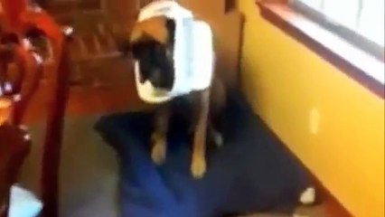 【犬の面白動画】イタズラがばれて叱られるワンちゃん達