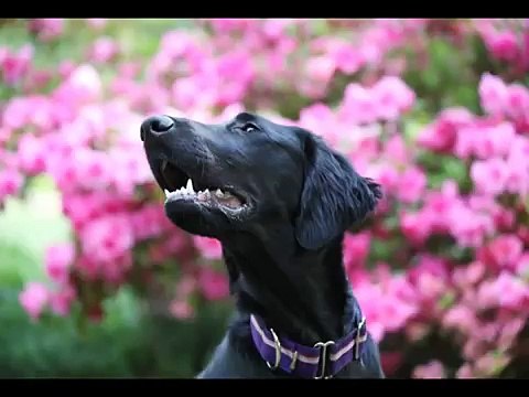 Artemis the Flat-coated Retriever - A video scrapbook