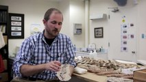 Replicating Whale Fossils