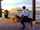 donkey in petrol pump