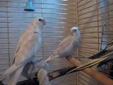 Cockatiel singing Imperial March