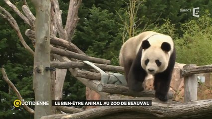 Assurer le bien-être des animaux de zoo