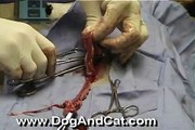 Dog Spay | Dog Surgery | Canine Spay