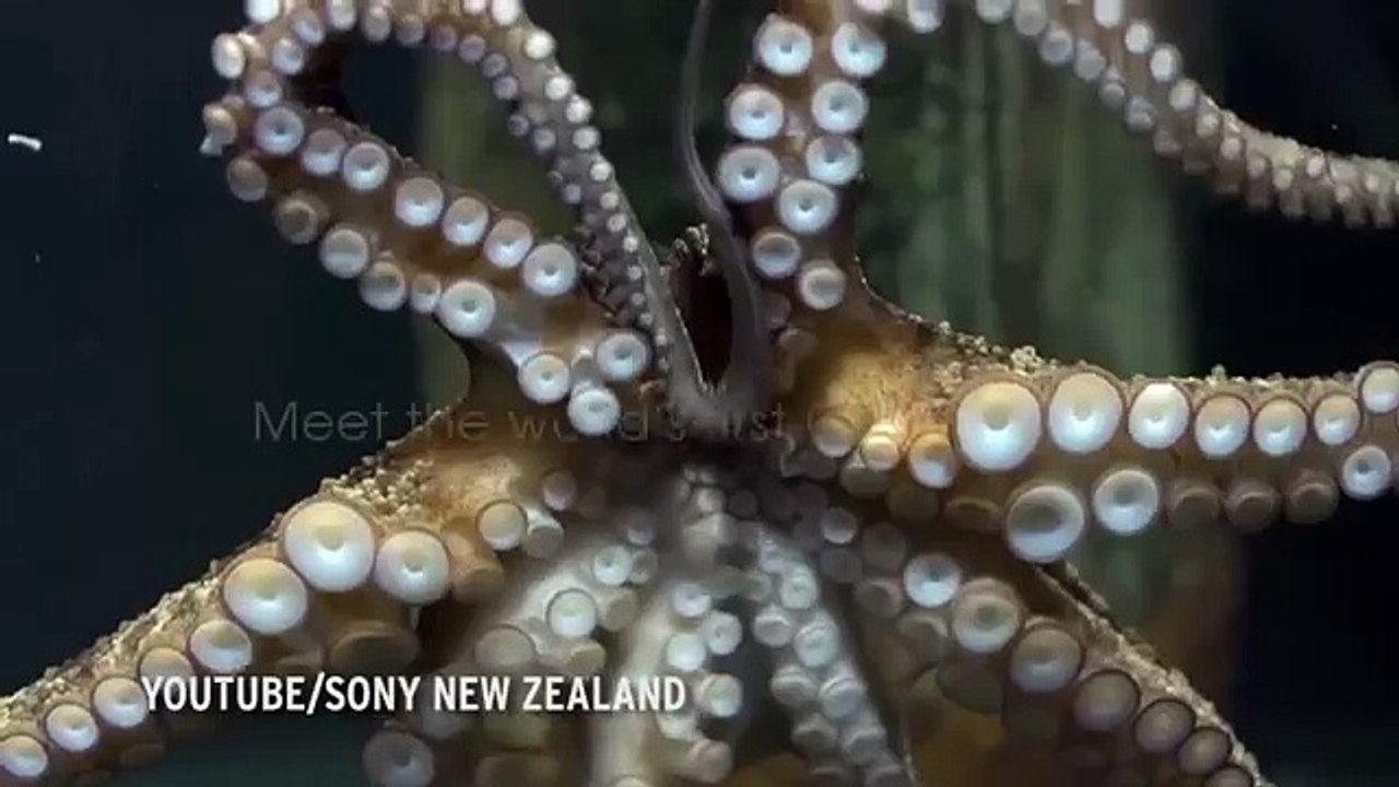 What did humans and octopuses have in common? Surprising scientific discovery about origins of mank