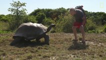Guy VS Tortoises, Slowest Chase Ever