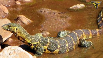 Cat-Eating Nile Monitor Lizards Causing Havoc In Florida