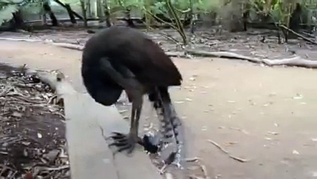 Yıldız Şavaşları Ses Efekti Yapan Kuş...Songbird can make every Star Wars sound