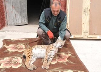 Kamyonun Çarptığı Vaşak Telef Oldu