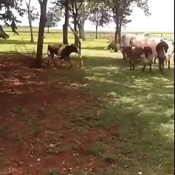 Cow vs Goat great fighting scene