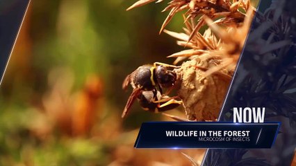 After Effects Project Files - Glare TV Broadcast Package - VideoHive 9574603