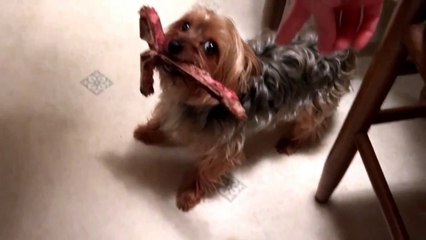 Angry Yorkie Protects Steak Bone