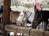 Horsebackriding Red Rock Canyon (Las Vegas) Summer 2012