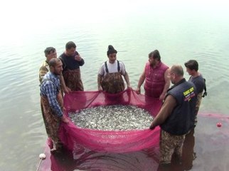 İznik Gölünün Minik Canavarları Korku Saçıyor