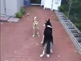 Shiba Inu and Siberian Husky playing