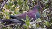 New Zealand NZ Native Birds - Wood Pigeon