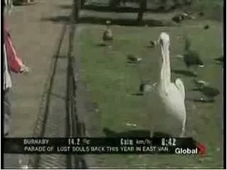 Pelican Eating A Pigeon!