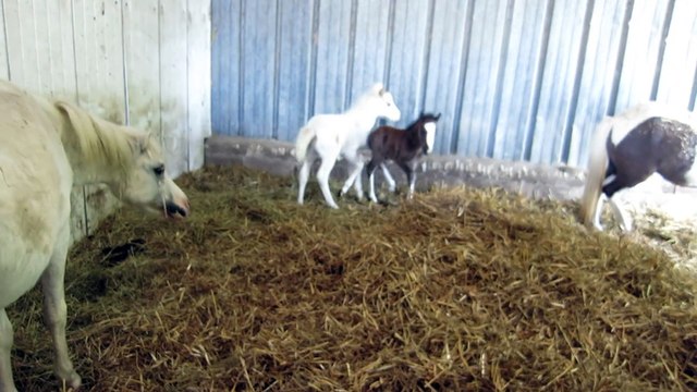 Naissance de poulains