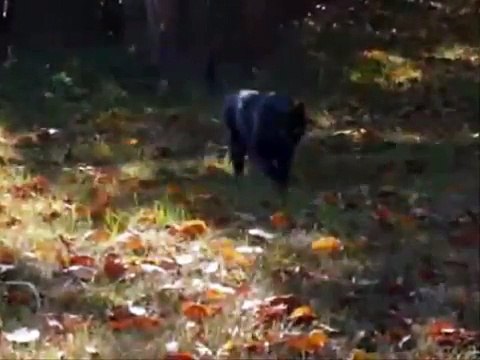 Ο μαύρος γάτος - Βασίλης Παπακωνσταντίνου