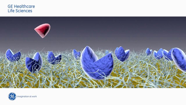 Principle of Surface Plasmon resonance (SPR) used in Biacore systems