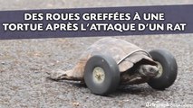 Des roues greffées à une tortue après l'attaque d'un rat