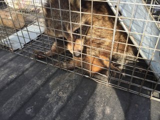 Trapped Raccoon Seeks Sanctuary Inside an Engine