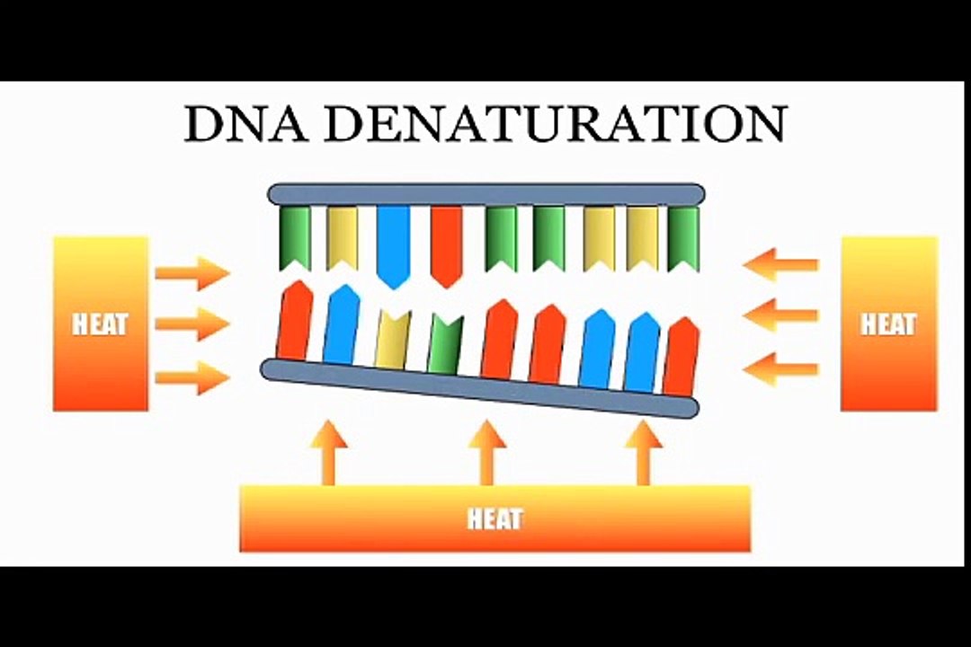 DNA Sequencing: The Chain Termination Method (Sanger Method)