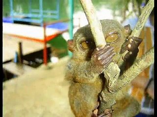 Tarsier Bohol Philippines
