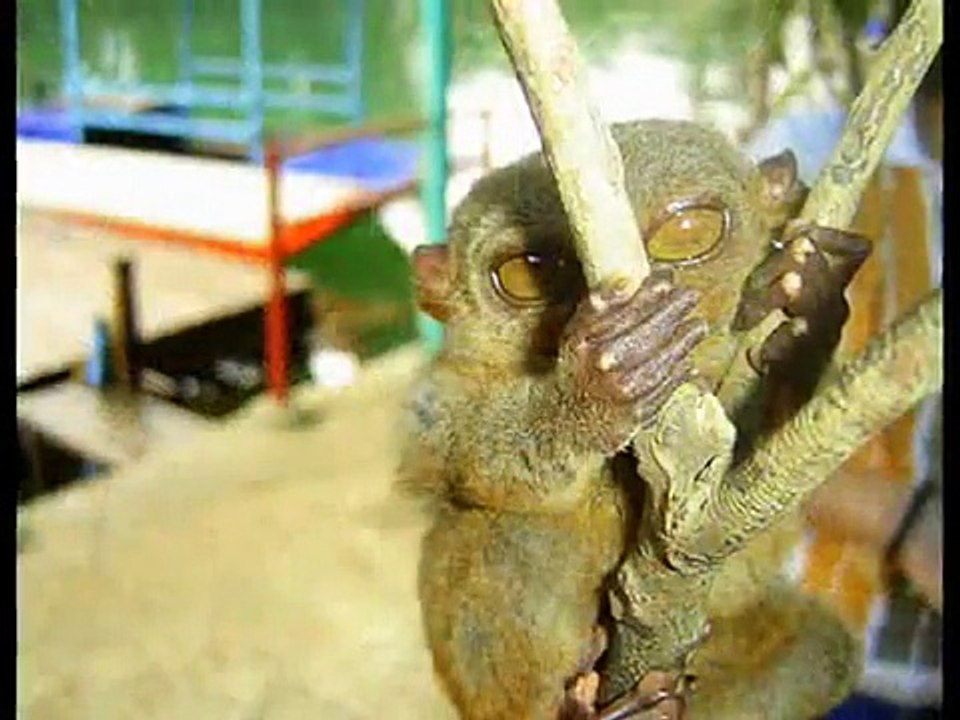Tarsier Bohol Philippines