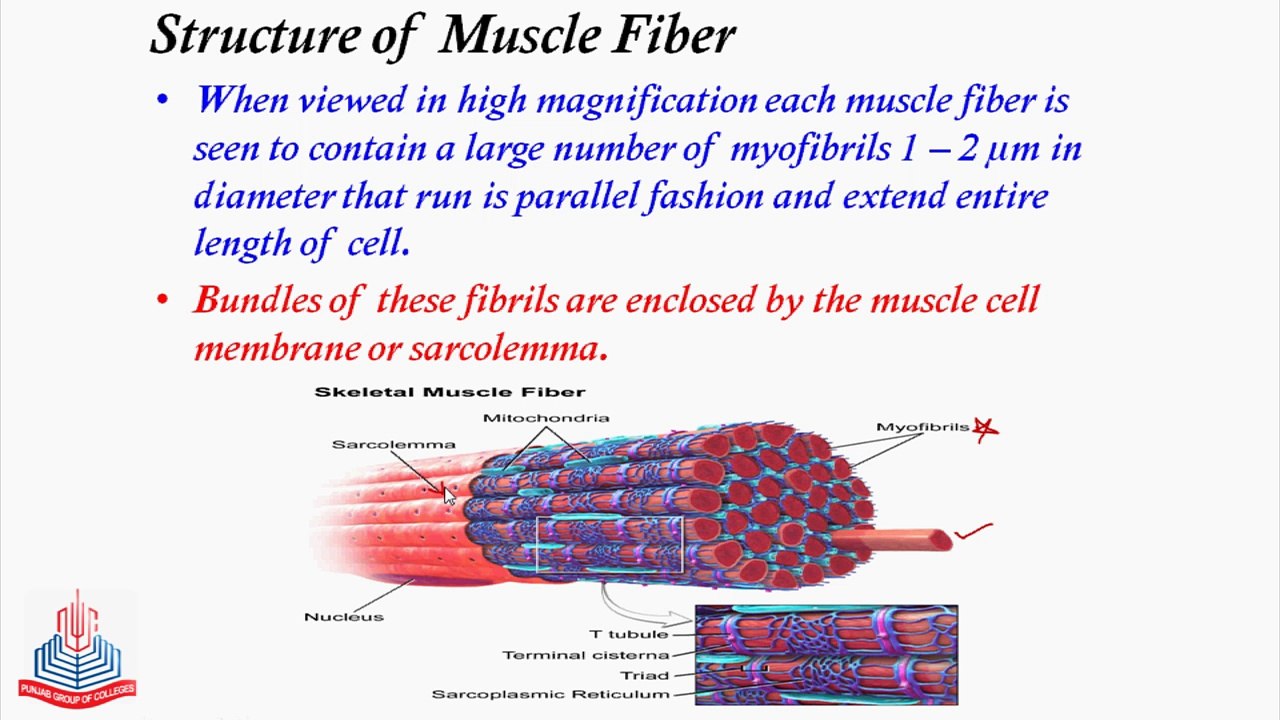 Skeletal muscles, Muscle fiber/cell and Sarcomere