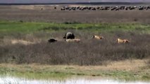 Wildlife stand-off - A new born calf & 4 hungry lions - Defiant cape buffalo in between them!