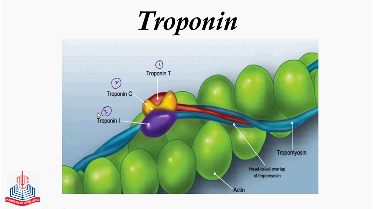 Ultrastructure of myofilament, Thin Filaments, Troponin, Sliding filament model