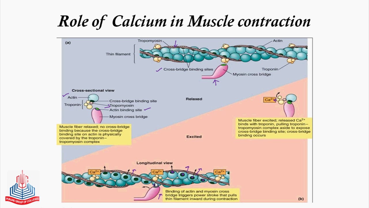 How the Cross bridges are controlled?, Role of Calcium/ATP in Muscle contraction, T tubes & System
