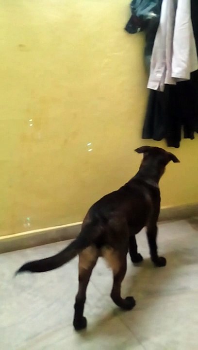 HENRY THE DOG - EATS SOAP BUBBLES