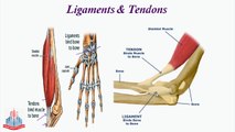 Ligaments and Tendons, Antagonistic relationship of Muscles, Synergistic work of Muscles, Locomotion in Proctoctista and Invertebrates