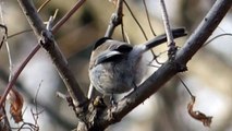 Ptice Hrvatske - Crnoglava sjenica (Parus palustris) (Birds of Croatia - Marsh Tit) (1/1)