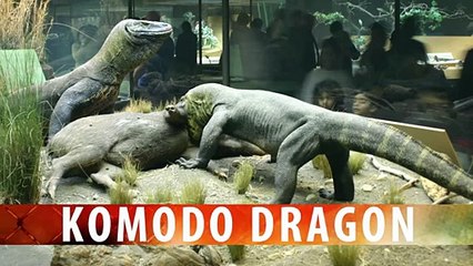 Man-Eating Reptile Hiding in Australia- - YouTube