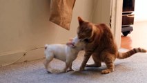 French Bulldog puppy (Hammie) vs. Cat (Cootie) - Round 1