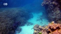 Great Barrier Reef Threatened by Coal Mining | Journal Reporter